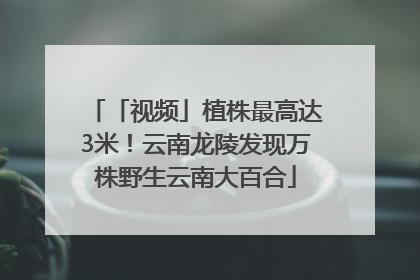 「视频」植株最高达3米！云南龙陵发现万株野生云南大百合