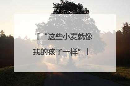 “这些小麦就像我的孩子一样”