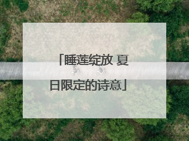 睡莲绽放 夏日限定的诗意