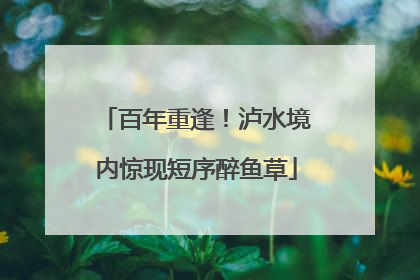 百年重逢！泸水境内惊现短序醉鱼草