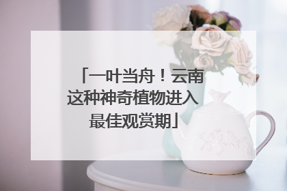 一叶当舟！云南这种神奇植物进入最佳观赏期