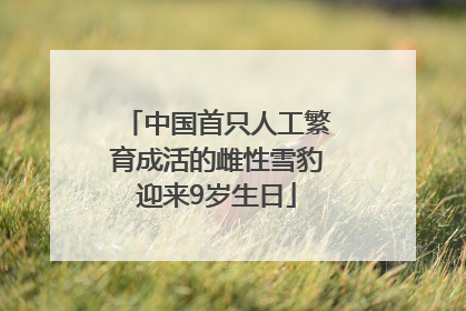 中国首只人工繁育成活的雌性雪豹迎来9岁生日