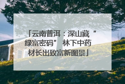 云南普洱：深山藏“绿富密码” 林下中药材长出致富新图景