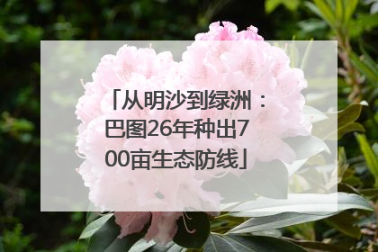 从明沙到绿洲：巴图26年种出700亩生态防线