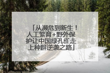 从濒危到新生！人工繁育+野外保护让中国绿孔雀走上种群逆袭之路
