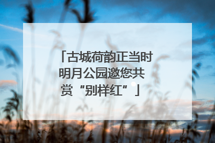 古城荷韵正当时 明月公园邀您共赏“别样红”