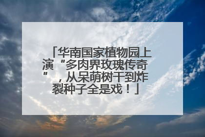 华南国家植物园上演“多肉界玫瑰传奇”，从呆萌树干到炸裂种子全是戏！