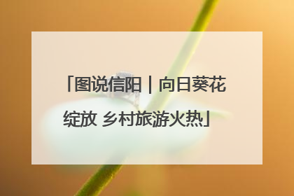 图说信阳｜向日葵花绽放 乡村旅游火热