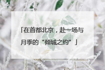 在首都北京，赴一场与月季的“倾城之约”