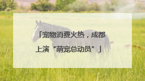 宠物消费火热，成都上演“萌宠总动员”