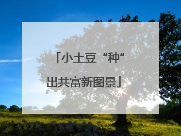 小土豆“种”出共富新图景