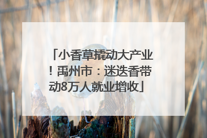 小香草撬动大产业！禹州市：迷迭香带动8万人就业增收