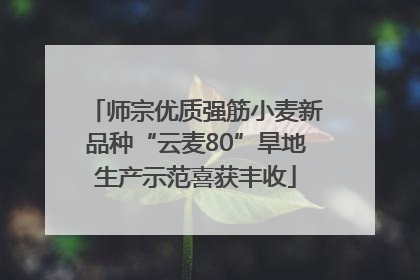 师宗优质强筋小麦新品种“云麦80”旱地生产示范喜获丰收