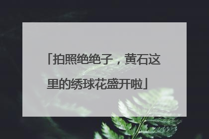 拍照绝绝子，黄石这里的绣球花盛开啦