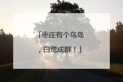 枣庄有个鸟岛，白鹭成群！