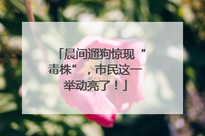 晨间遛狗惊现“毒株”，市民这一举动亮了！