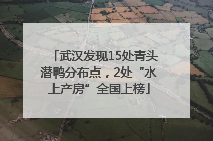 武汉发现15处青头潜鸭分布点，2处“水上产房”全国上榜