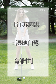 江苏泗洪：湿地白鹭育雏忙