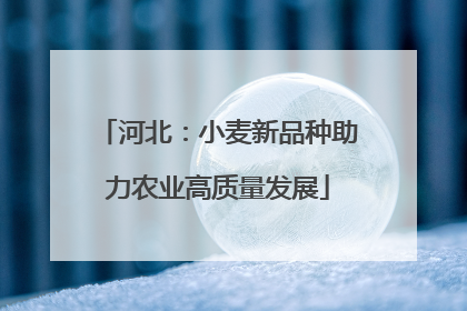 河北：小麦新品种助力农业高质量发展
