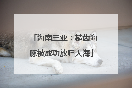 海南三亚：糙齿海豚被成功放归大海