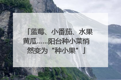 蓝莓、小番茄、水果黄瓜……阳台种小菜悄然变为“种小果”