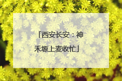 西安长安：神禾塬上麦收忙