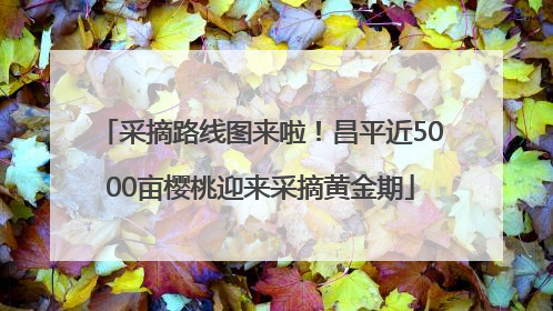 采摘路线图来啦！昌平近5000亩樱桃迎来采摘黄金期