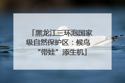 黑龙江三环泡国家级自然保护区：候鸟“带娃”添生机