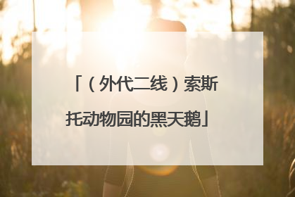 （外代二线）索斯托动物园的黑天鹅