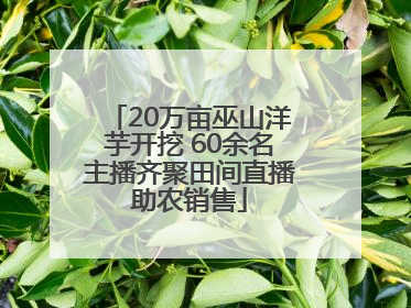 20万亩巫山洋芋开挖 60余名主播齐聚田间直播助农销售